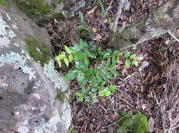 1. Hétérophyllie juvénile sur ??? Bois de gaulette