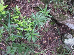 11. Psiadia dentata - Ti mangue - ASTERACEAE - Endémique Réunion