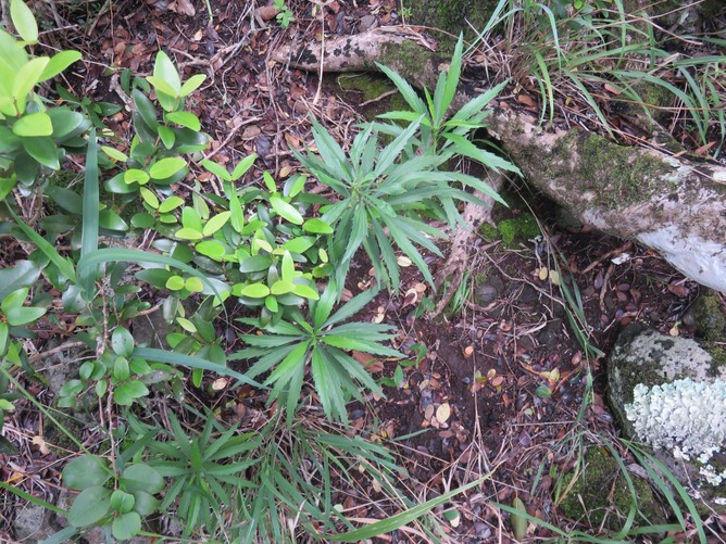 11. Psiadia dentata - Ti mangue - ASTERACEAE - Endémique Réunion
