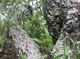 12. Polystachya concreta - EPIDENDROIDEAE - Indigène Réunion