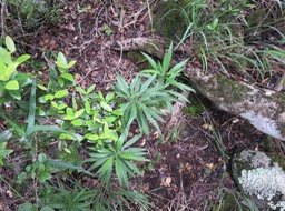 4. Psiadia dentata - Ti mangue - ASTERACEAE - Endémique Réunion. IMG_2802.JPG