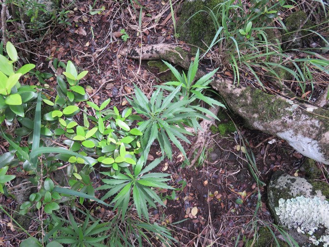 4. Psiadia dentata - Ti mangue - ASTERACEAE - Endémique Réunion. IMG_2802.JPG