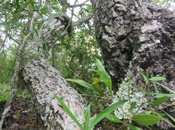 6. Polystachya concreta - EPIDENDROIDEAE - Indigène Réunion