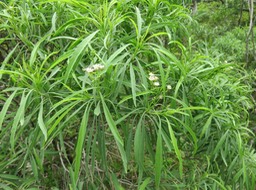 8. Psiadia dentata - Ti mangue - ASTERACEAE - Endémique Réunion