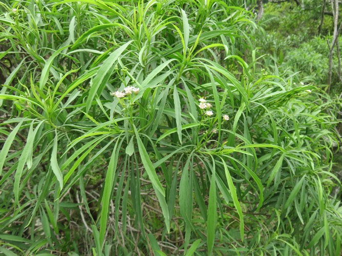 8. Psiadia dentata - Ti mangue - ASTERACEAE - Endémique Réunion