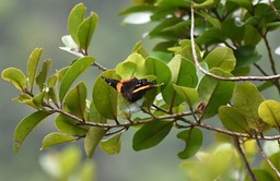Antanartia borbonica borbonica - Vanesse de Bourbon - NYMPHALIDAE - Endémique Réunion