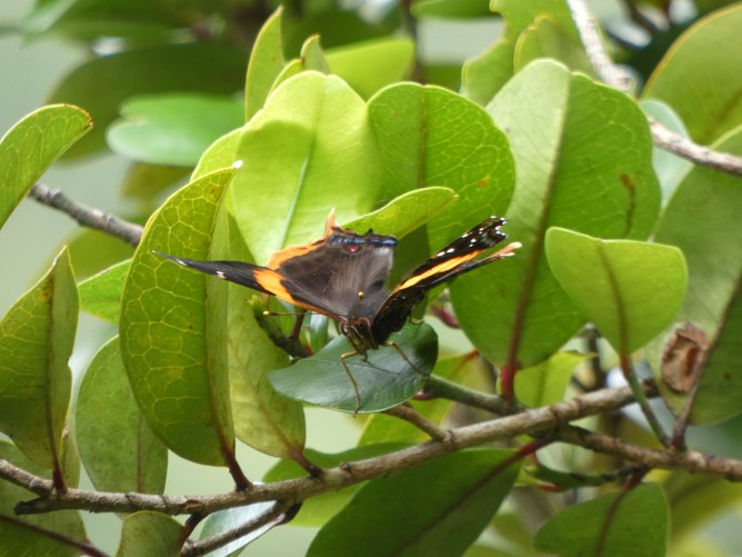 Antanartia borbonica