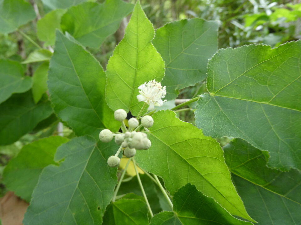 Croton mauritianus - Ti Bois de senteur - EUPHORBIACEAE - Endémique Réunion 