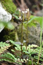 Disperis tripetaloides - ORCHIDOIDEAE - Indigène Réunion