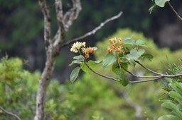 Dombeya acutangula - Mahot Tan Tan - MALVACEAE - Endémique des Mascareignes 