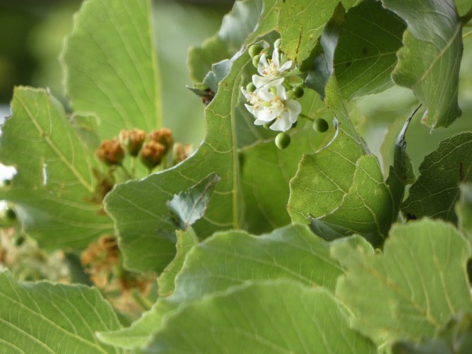 Dombeya populnea_2