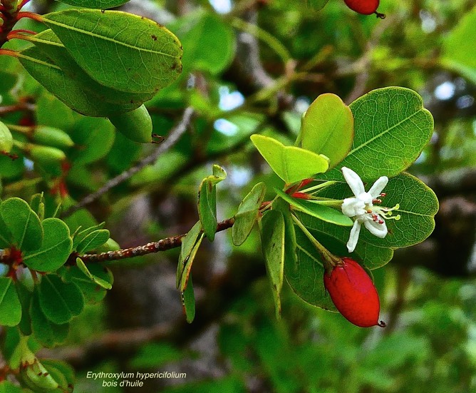 Erythroxylum hypericifolium.bois d'huile  .( fleur et fruits ) erythroxylaceae.endémique Réunion Maurice .P1028636