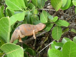 Furcifer pardalis (femelle) - Endormie - CHAMALEONIDAE - Exotique