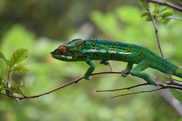 Furcifer pardalis (male) - Endormi - CHAMALEONIDAE - Exotique