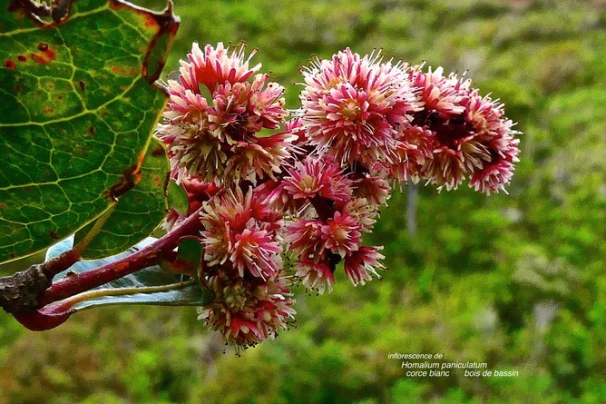 Homalium paniculatum.corce blanc.bois de bassin.( inflorescence ) salicaceae.endémique Réunion Maurice. P1028554