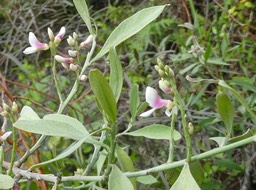 Indigofera ammoxylum - Bois de sable - FABACEAE - Endémique Réunion