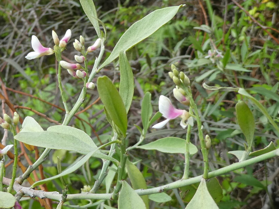 Indigofera ammoxylum - Bois de sable - FABACEAE - Endémique Réunion