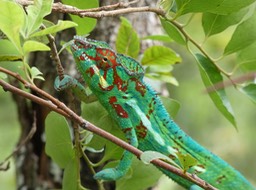 Monsieur caméléon