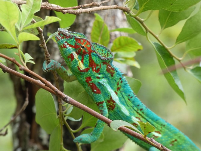Monsieur caméléon