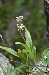 Polystachya concreta - EPIDENDROIDEAE - Indigène Réunion
