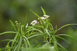 Psiadia dentata - Ti mangue - ASTERACEAE - Endémique Réunion 