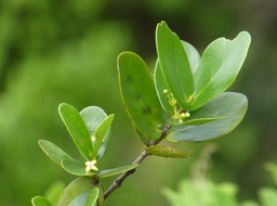 Pyrostria orbicularis - Bois mussard (pied male) - RUBIACEAE - Endémique Réunion