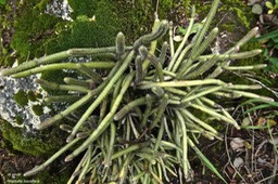 Rhipsalis baccifera.la perle.cactaceae.indigène Réunion.P1028673
