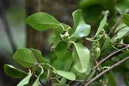 Secamone dilapidans - Liane de lait - APOCYNACEAE - Endémique Réunion, Maurice
