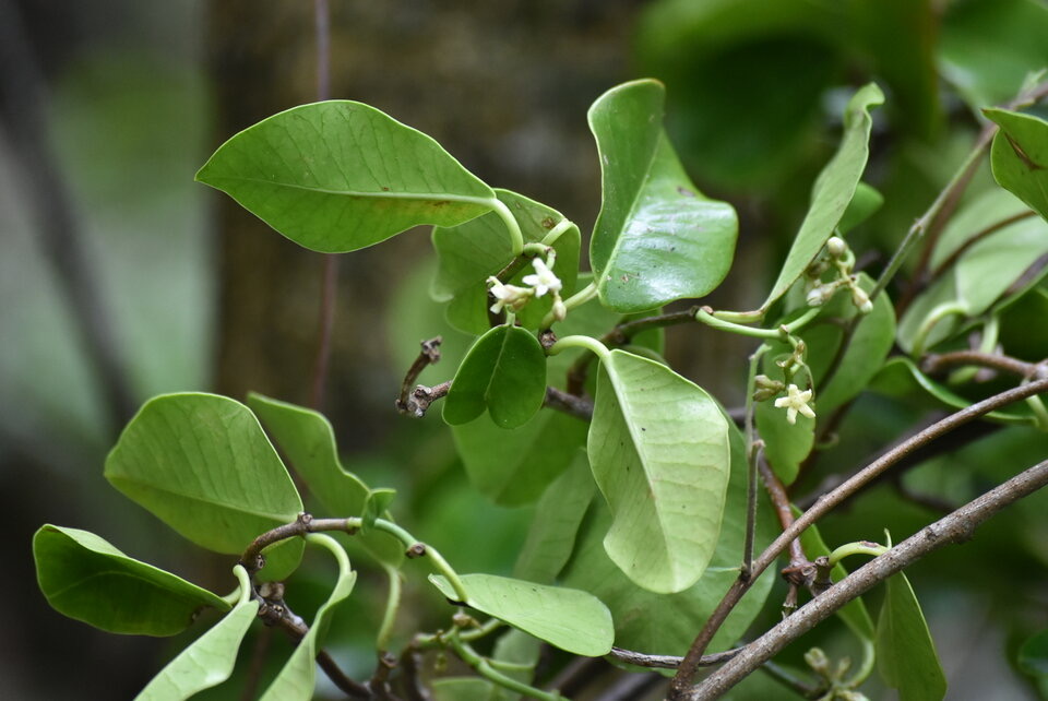 Secamone dilapidans - Liane de lait - APOCYNACEAE - Endémique Réunion, Maurice