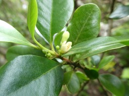 Turrea thouarsiana - Bois de quivi - MELIACEAE - Endémique Réunion, Maurice
