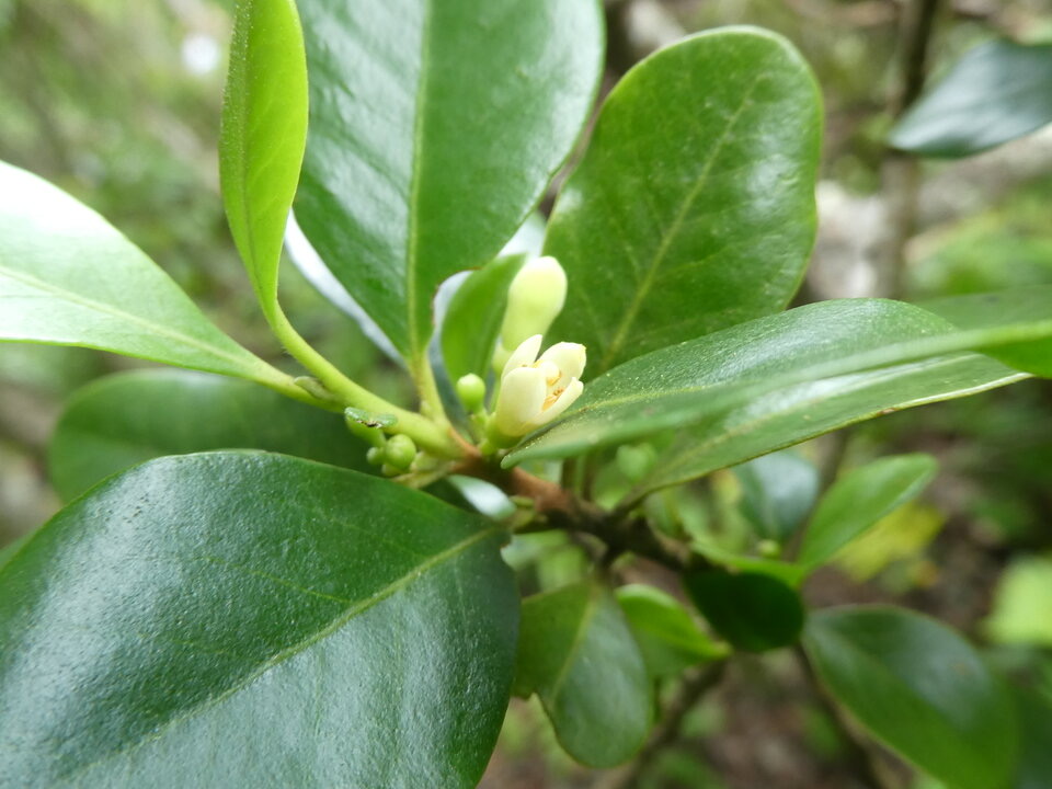 Turrea thouarsiana - Bois de quivi - MELIACEAE - Endémique Réunion, Maurice