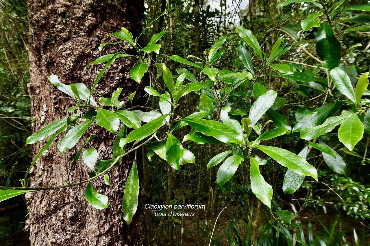 Claoxylon parviflorum -bois d&rsquo;&rsquo;oiseaux.( feuillage au premier plan )euphorbiaceae.endémique Réunion Maurice Rodrigues..jpeg