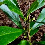 Claoxylon parviflorum -bois d&rsquo;&rsquo;oiseaux.euphorbiaceae.endémique Réunion Maurice Rodrigues..jpeg