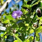Ipomoea purpurea.volubilis.convolvulaceae.amphinaturalisé..jpeg