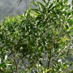 Olea lancea. bois d&rsquo;olive blanc.oleaceae.indigène Réunion..jpeg