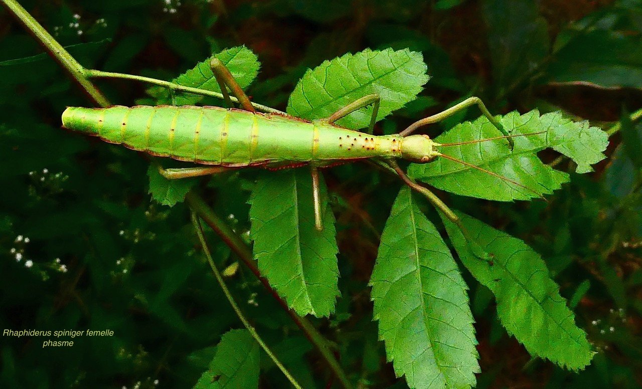 Rhaphyderus spiniger femelle.phasme.phasmatidae.jpeg
