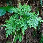 Selaginella fruticulosa. selaginellaceae.endémique Réunion Maurice ?.jpeg