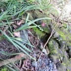 10. Anomatheca laxa Faux Freesia Iridaceae.jpeg