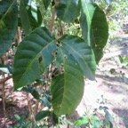 17. Allophylus borbonicus - Bois de merle - Sapindaceae.jpeg
