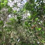 19. Cerise de Coffea mauritiana - Café marron - RUBIACEE.jpeg