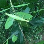 27. Rhaphiderus spiniger Chipèque bâton femelle.jpeg