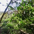5. Coffea ??? robusta ??? liberia.jpeg