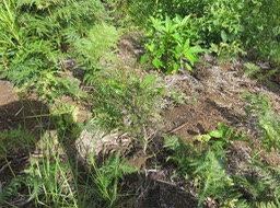 1 au centre Bois de tisane rouge juvénile Au-dessus à droite Bois de tension