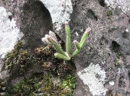 12 Juvénile Rhipsalis baccifera (J.S. Muell.) Stearn - La perle - Cactaceae - Indigène La Réunion