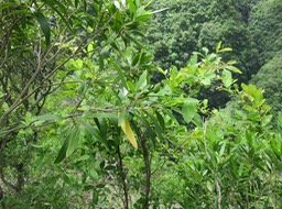13 Fruits (olives) de Olea lancea - Bois d'olive blanc -  Oleaceae - Indigène de La Réunion et de l'île Maurice