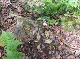 14 Disperis tripetaloides  - - Orchidacea -