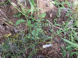 2 Juvénile - Securinega durissima - Bois dur-Corce rouge - Euphorbiacées > Phyllanthaceae- Indigène à La Réunion, à Maurice, à Madagascar