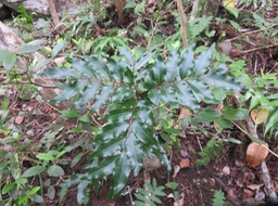 22 ??? Juvénile Doratoxylon apetalum - Bois de gaulette - Sapindacée - BM