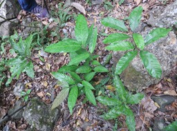 24 Arrivée de Hiptage benghalensis (L.) Kurz - Liane papillon  - Malpighiaceae - Exo.xxx
