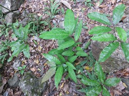 25 Hiptage benghalensis (L.) Kurz - Liane papillon  - Malpighiaceae - Exo.xxx